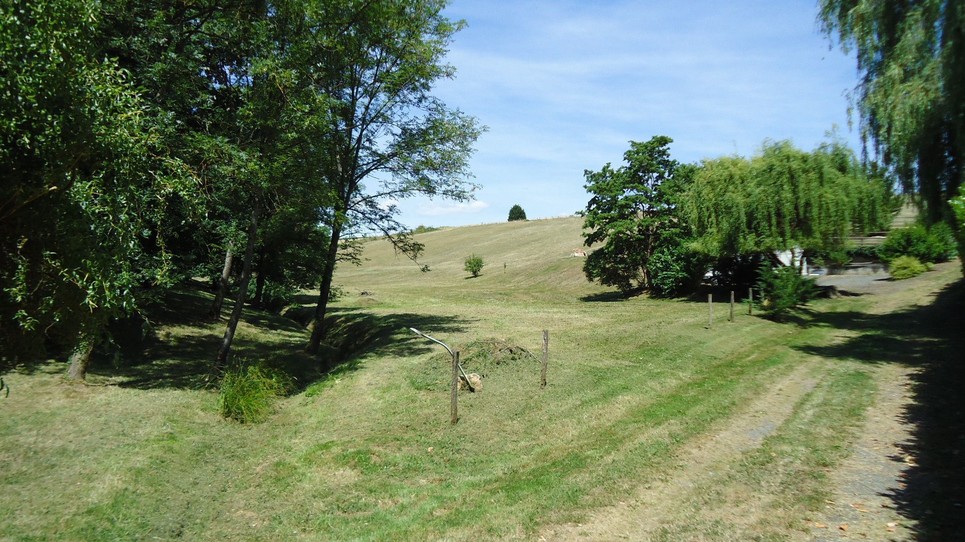 Un chemin herbeux mène à un champ ensoleillé et dégagé, bordé d'un mélange d'arbres et d'un saule, sous un ciel d'un bleu limpide.