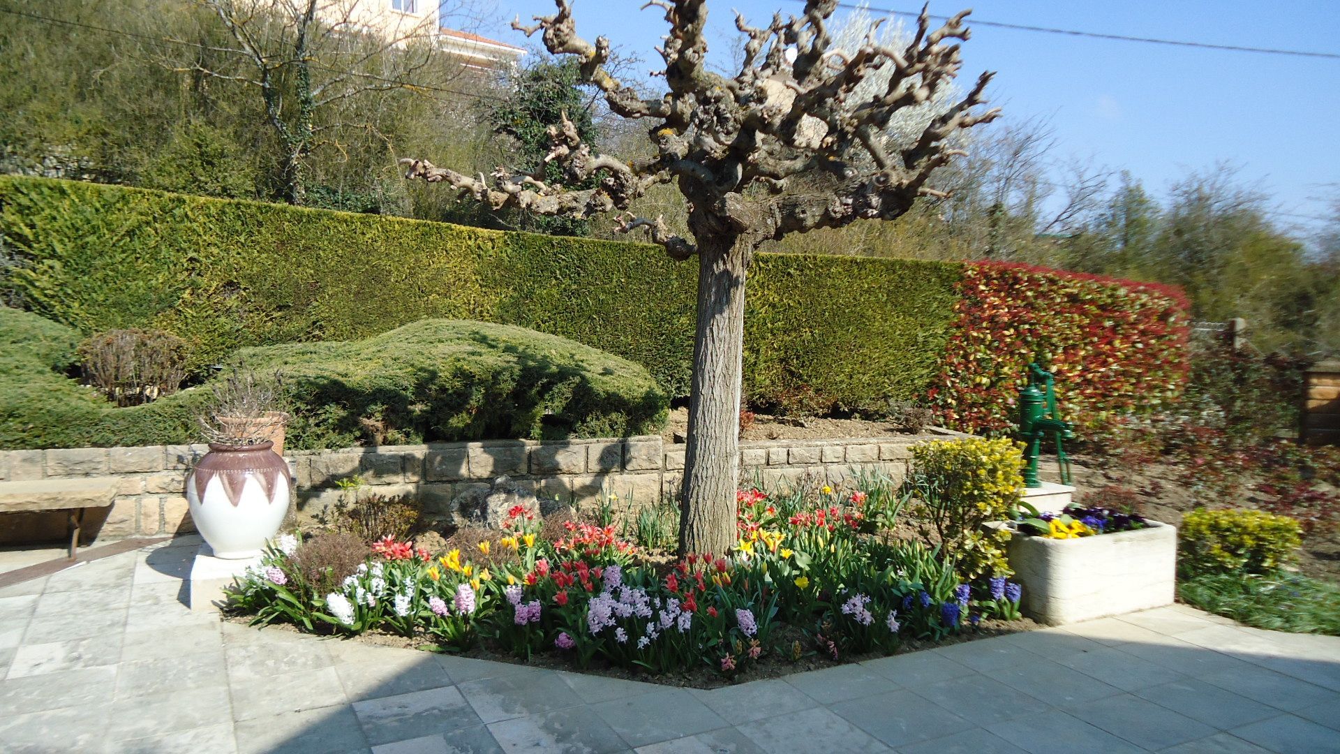 Un arbre aux branches dénudées trône au centre d'un parterre de fleurs printanières colorées, à côté d'un grand vase et d'une jardinière en pierre.