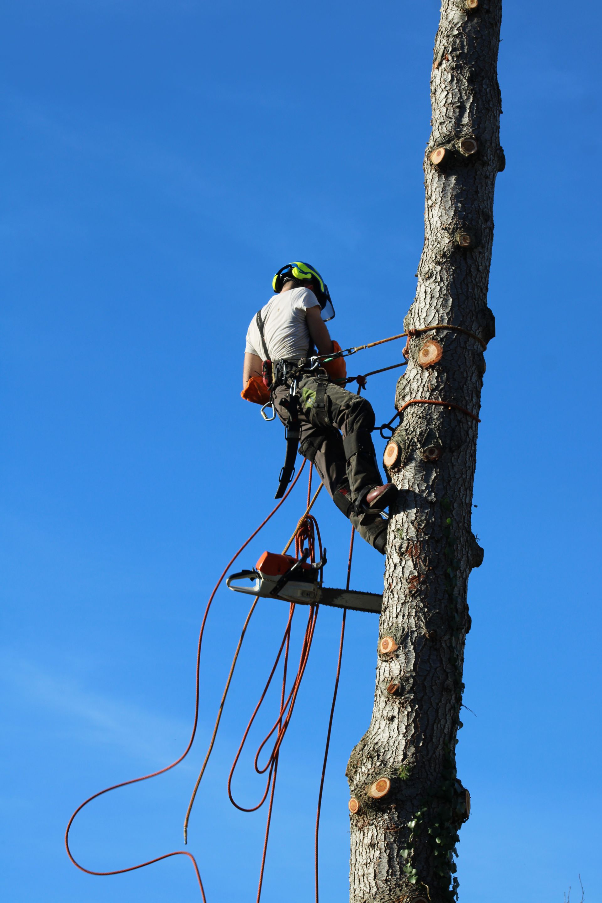 Un arboriste utilise une tronçonneuse pour tailler un grand arbre, fixé avec des cordes et un harnais sous un ciel bleu.