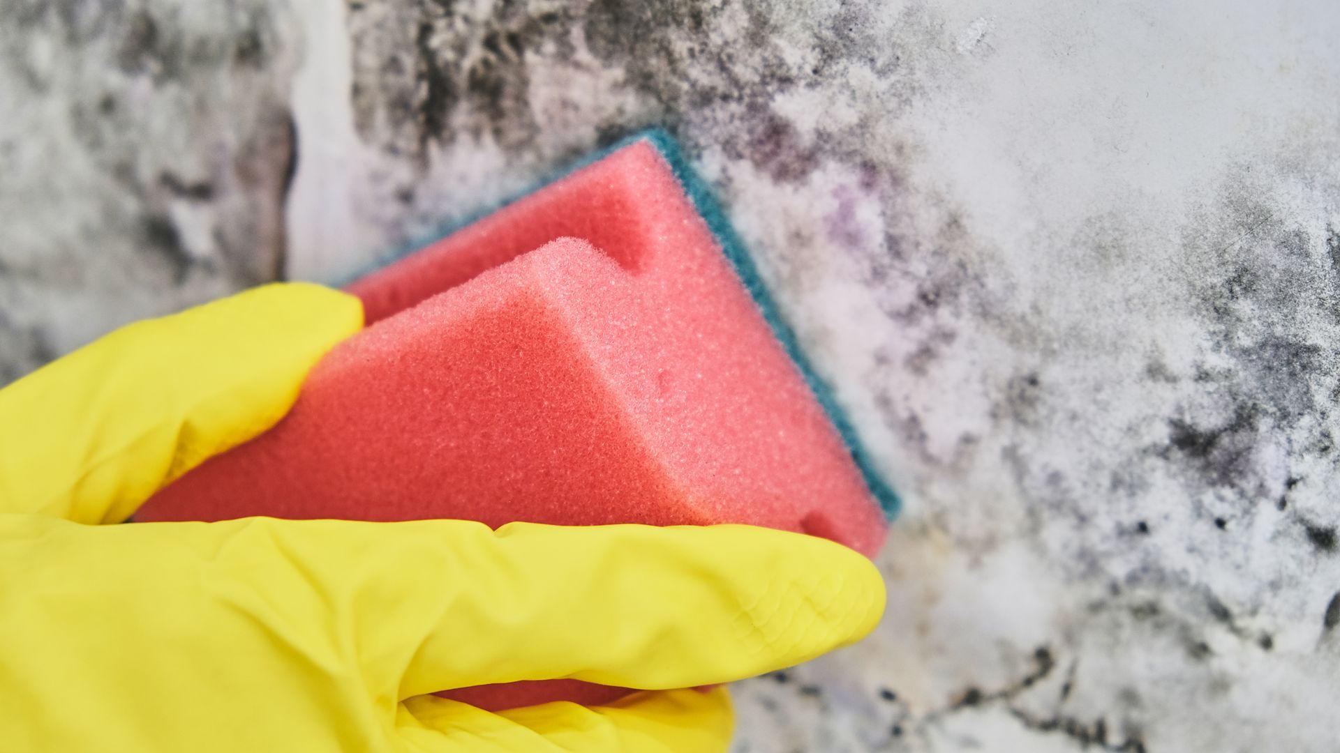 Behandschuhte Hand schrubbt mit einem rot-blauen Schwamm Schimmel von einer Wand.