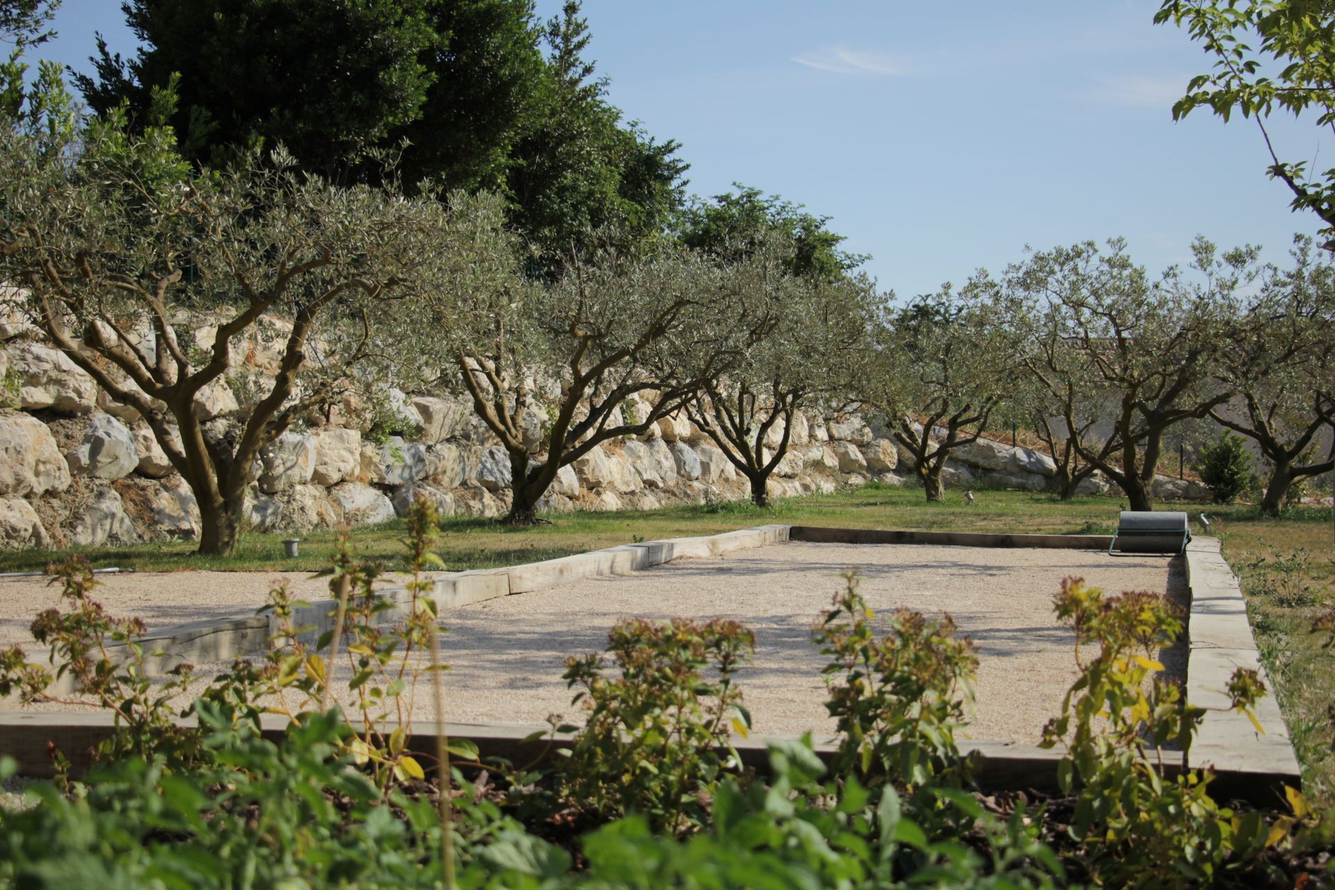 Oliveraie avec des rangées d'arbres et une plateforme en pierre dans un paysage rural ensoleillé