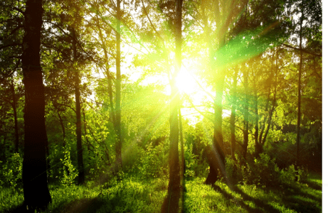 Wald