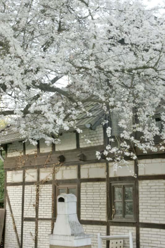 Ein Baum mit weißen Blüten steht vor einem Backsteingebäude