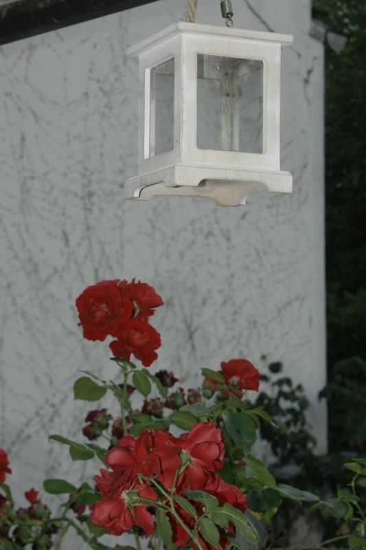 Neben einem Busch roter Rosen hängt eine weiße Laterne an einem Seil.