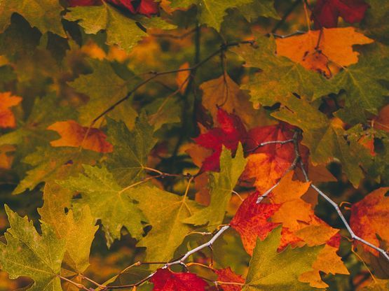 Hölzernes Herz lehnt an einen Baum an