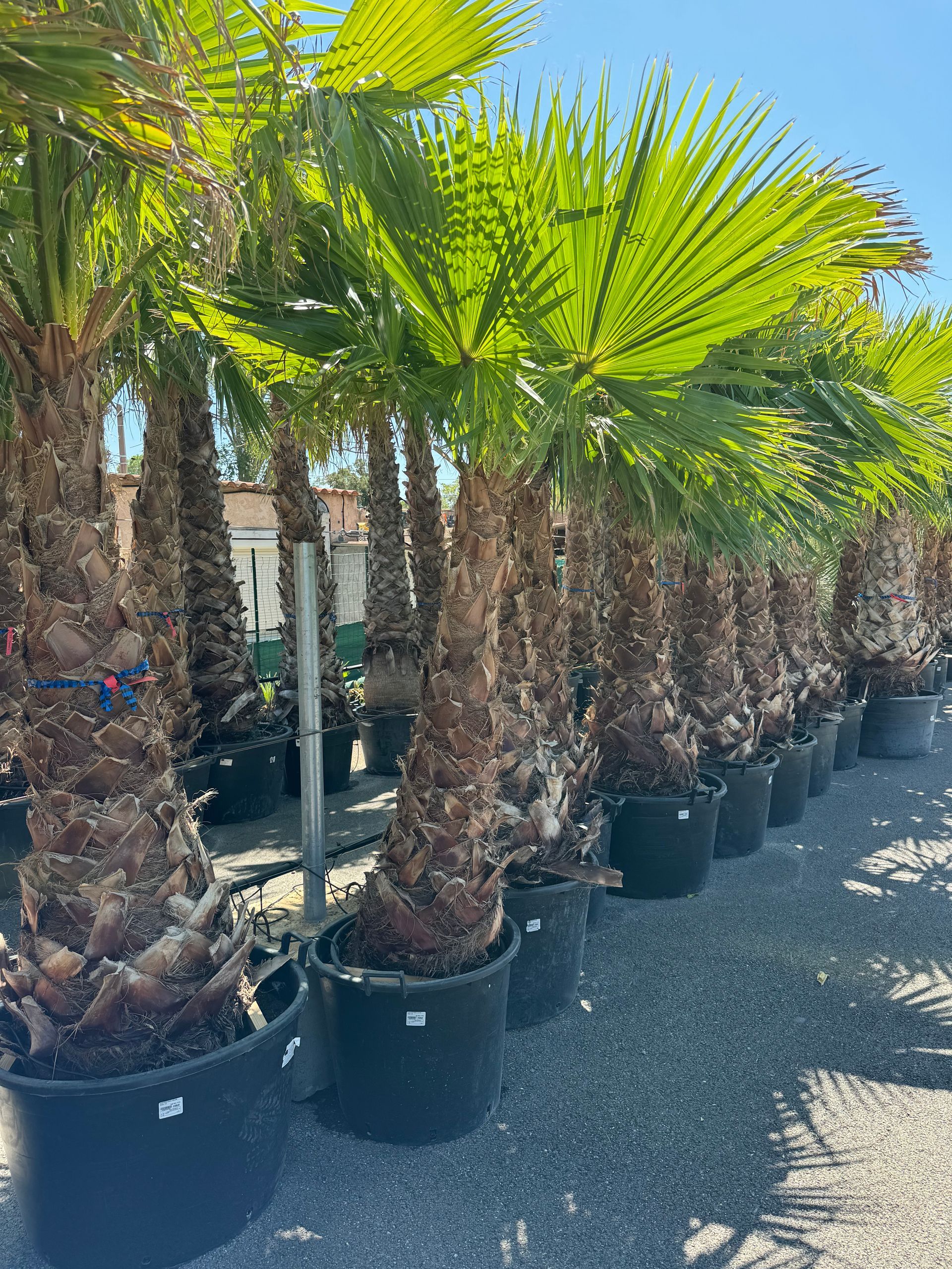 Une rangée de palmiers