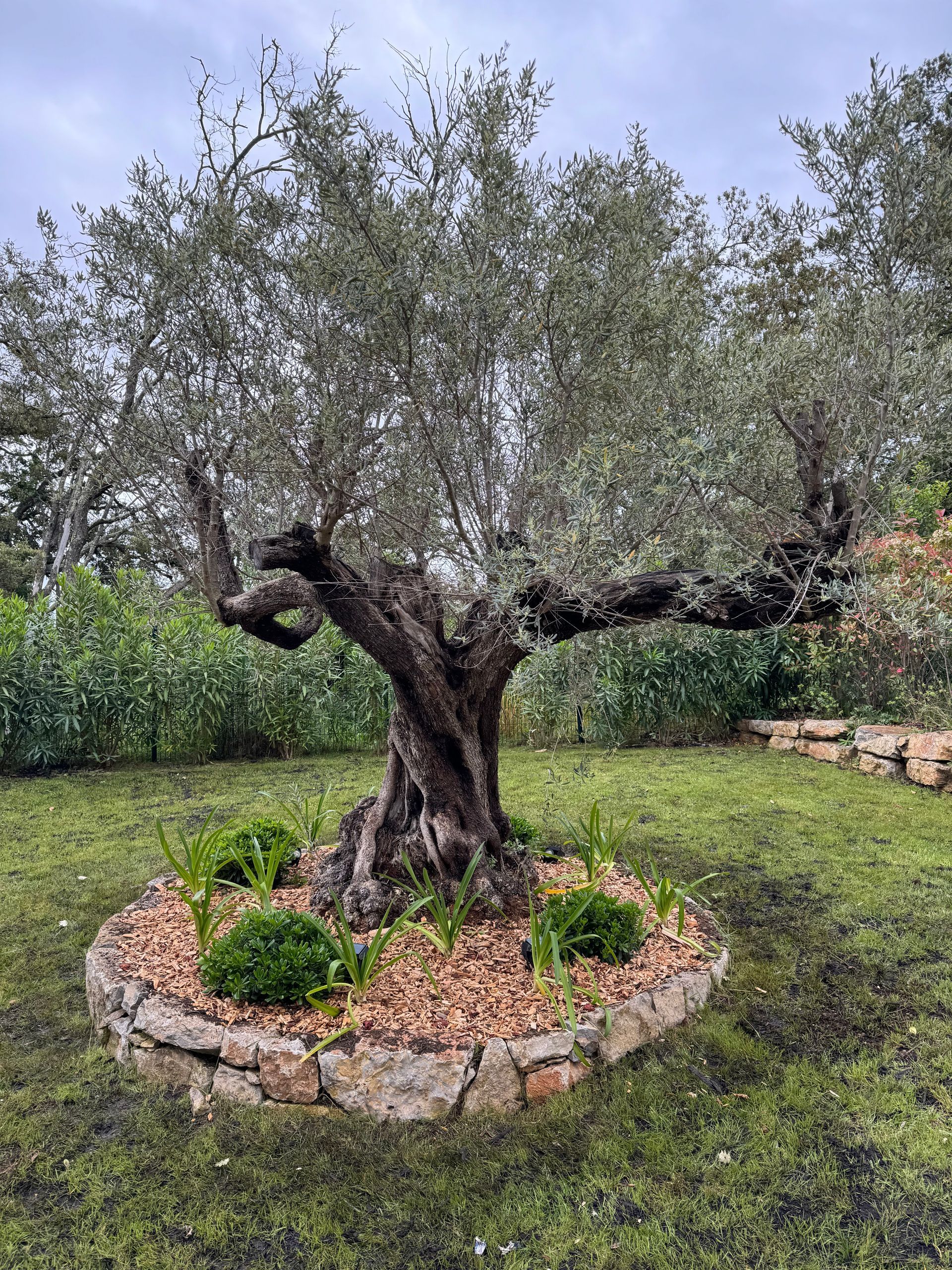Un olivier dans un jardin
