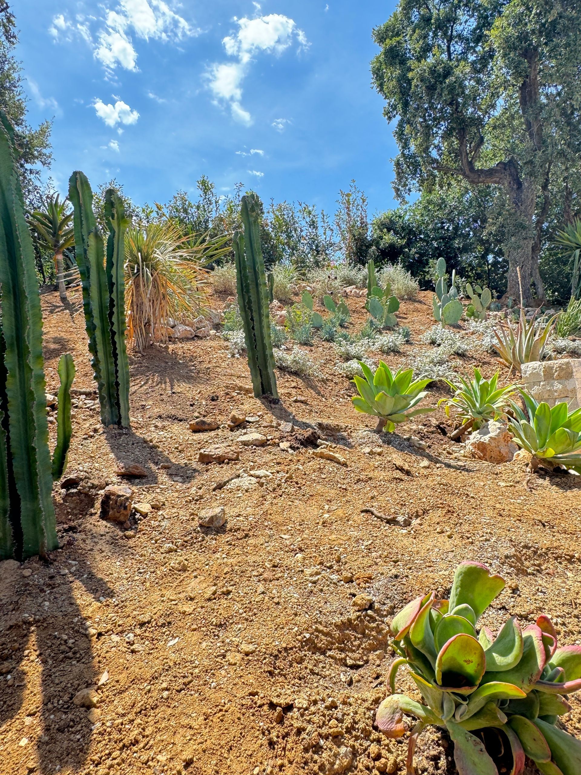 Des cactus dans un jardin
