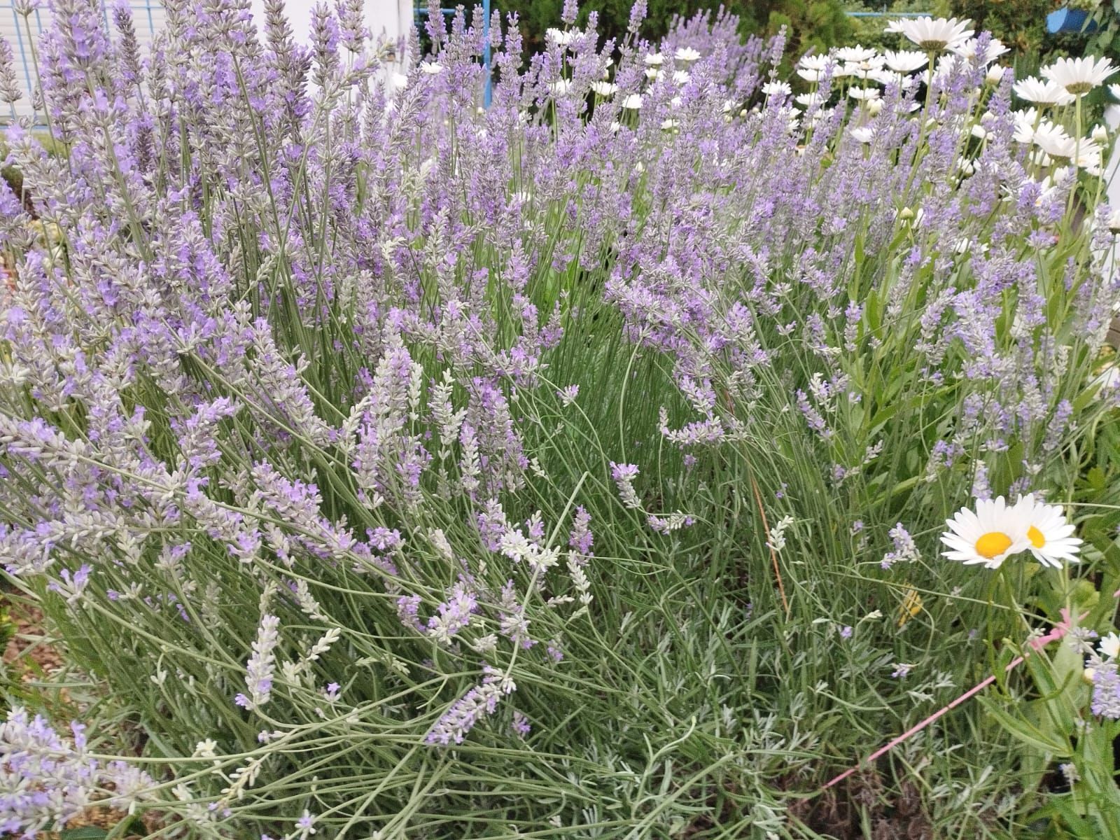 Arbusto de lavanda con flores de color púrpura, rodeado de follaje verde y margaritas blancas.
