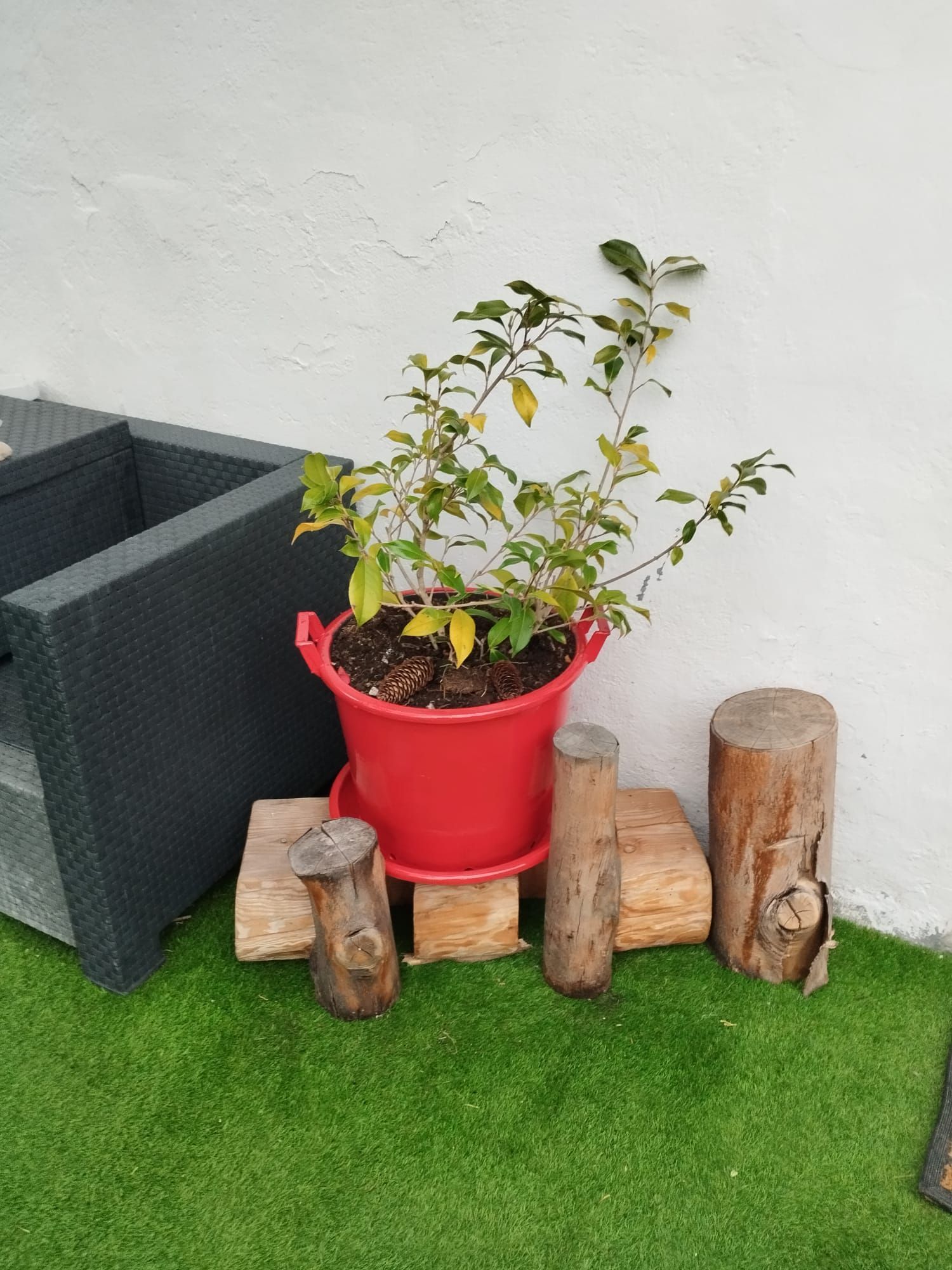 Planta roja en maceta con hojas amarillentas sobre un bloque de madera y un tronco expuesto, contra una pared blanca.