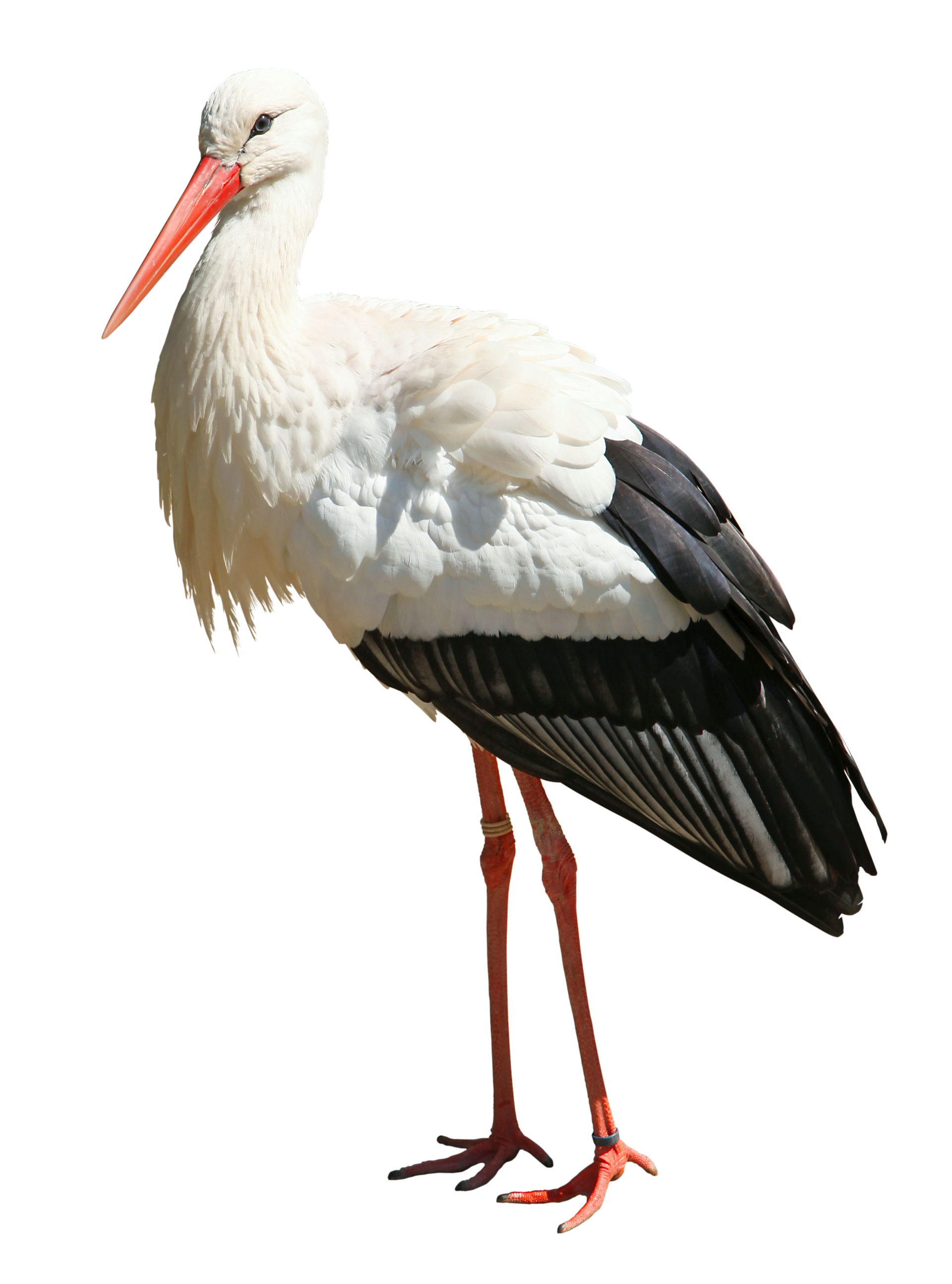 Une cigogne noire et blanche