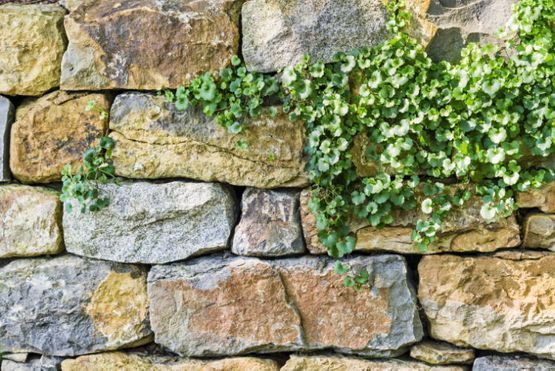 Steinmauer mit Pflanzen