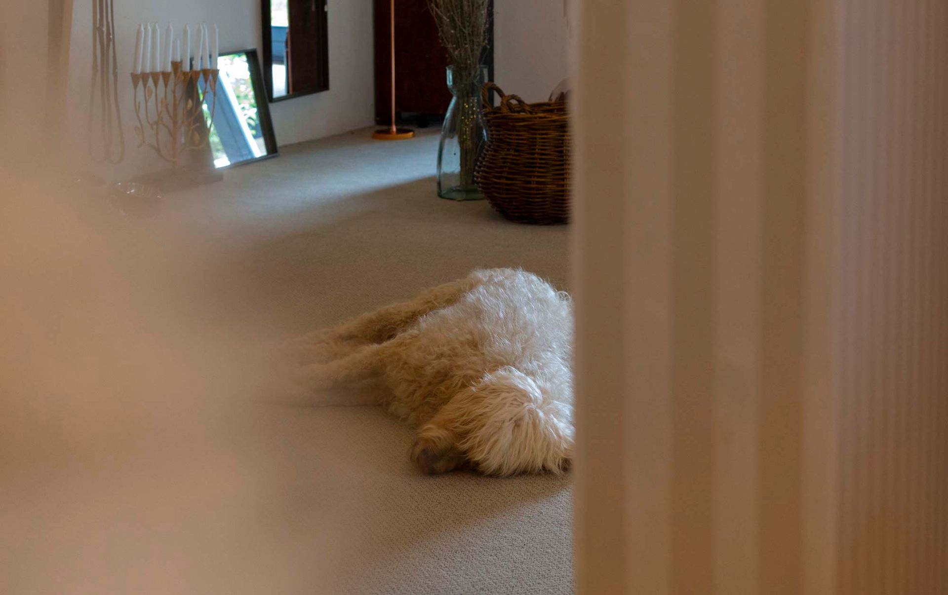 Katja Herzog Wohnen & Leben- Impressionen Vierbeiner