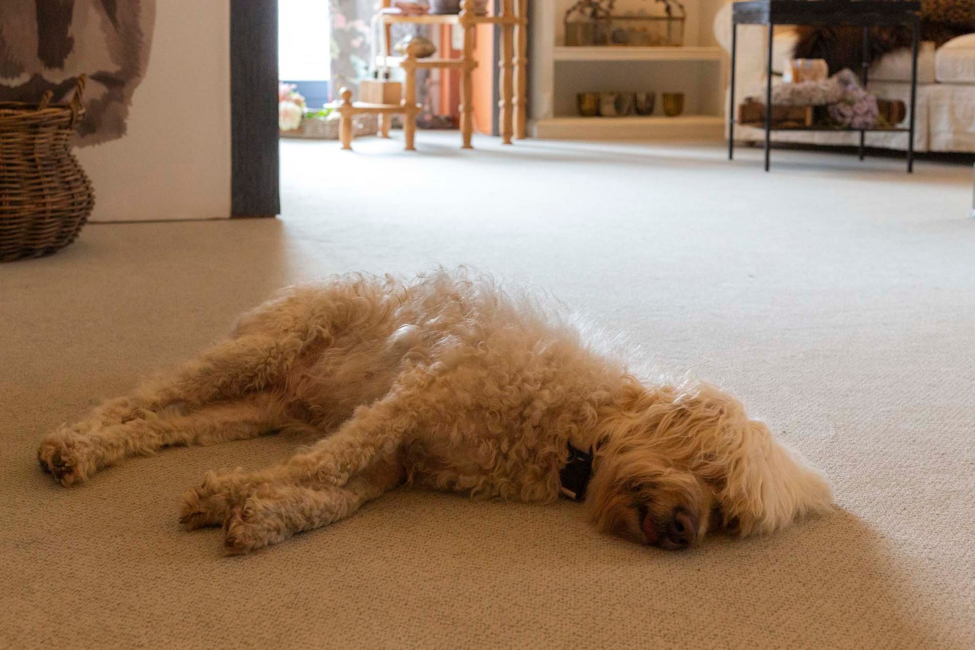 Katja Herzog Wohnen & Leben- Impressionen Hund