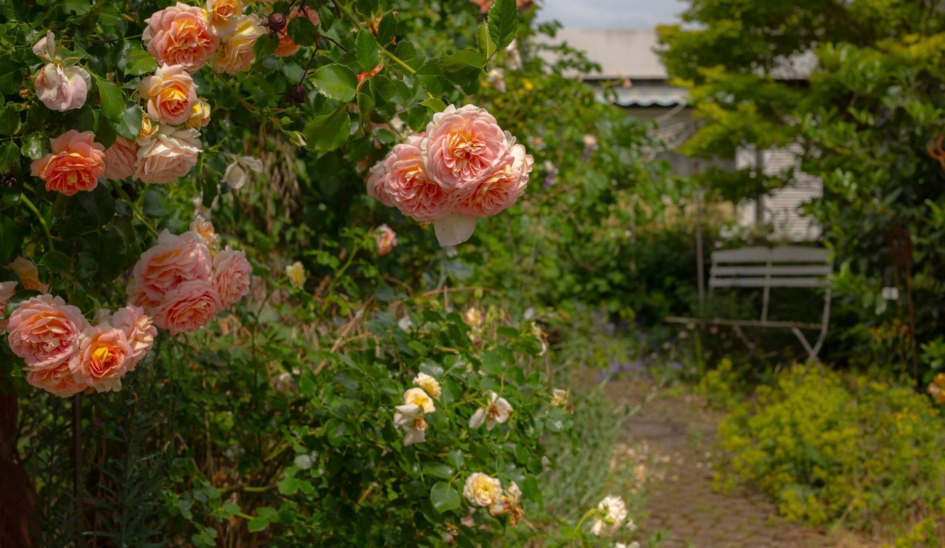 Katja Herzog Wohnen & Leben- Impressionen Rosen