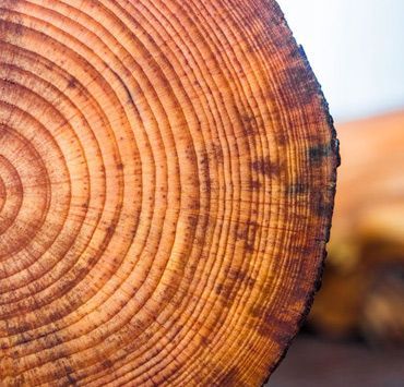 Un primer plano de un tocón de árbol que muestra los anillos anuales.