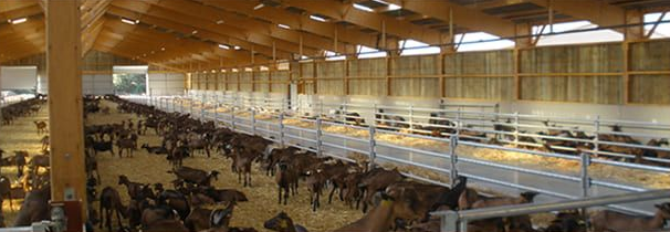 Grande grange remplie de nombreuses chèvres à la robe sombre. Poutres et murs en bois.