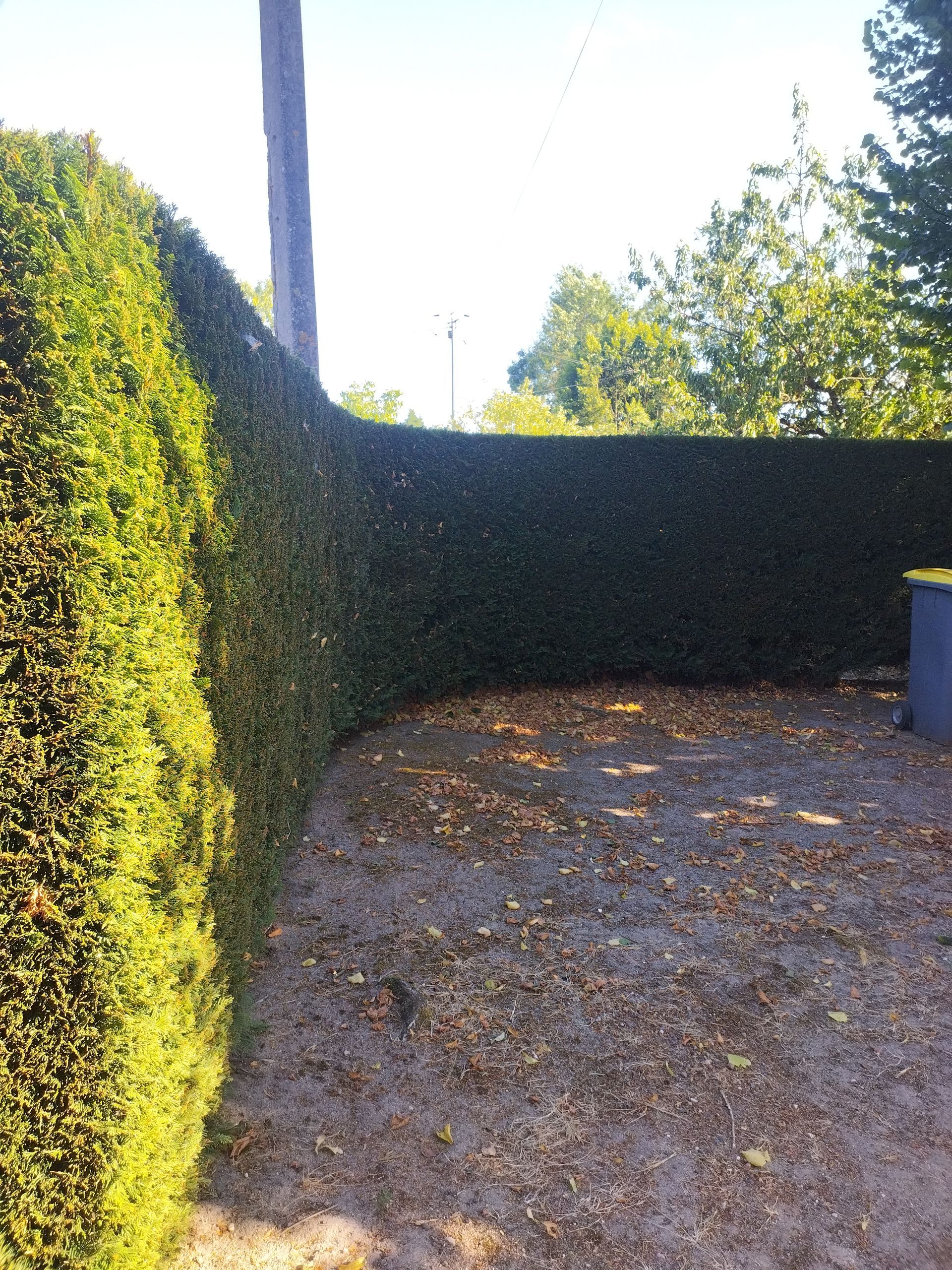 La taille d'une haie