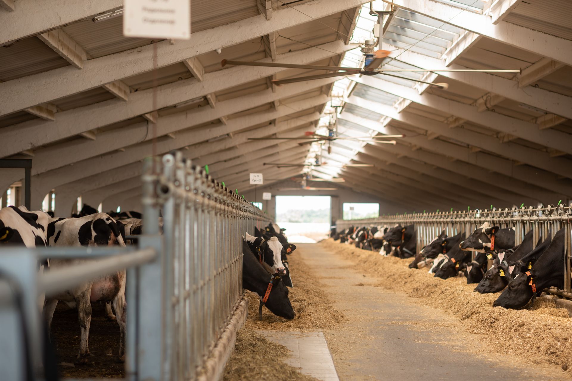 Una fila di mucche mangia il fieno in una stalla.