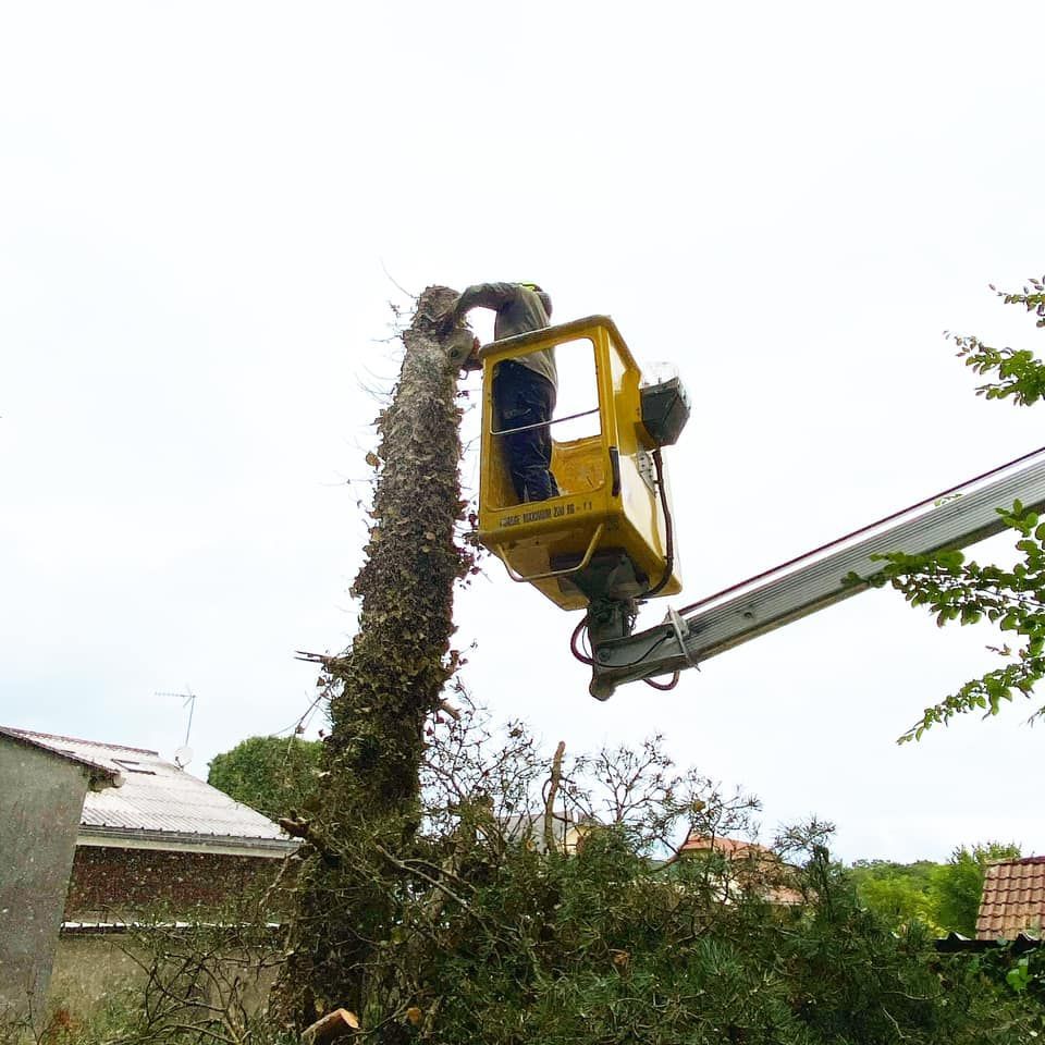 Élagueur réalisant une coupe d'arbre grâce à une nacelle