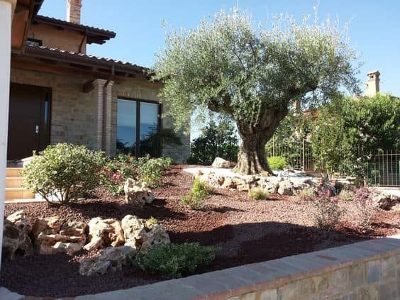 Massif avec un olivier et des plantes de rocaille