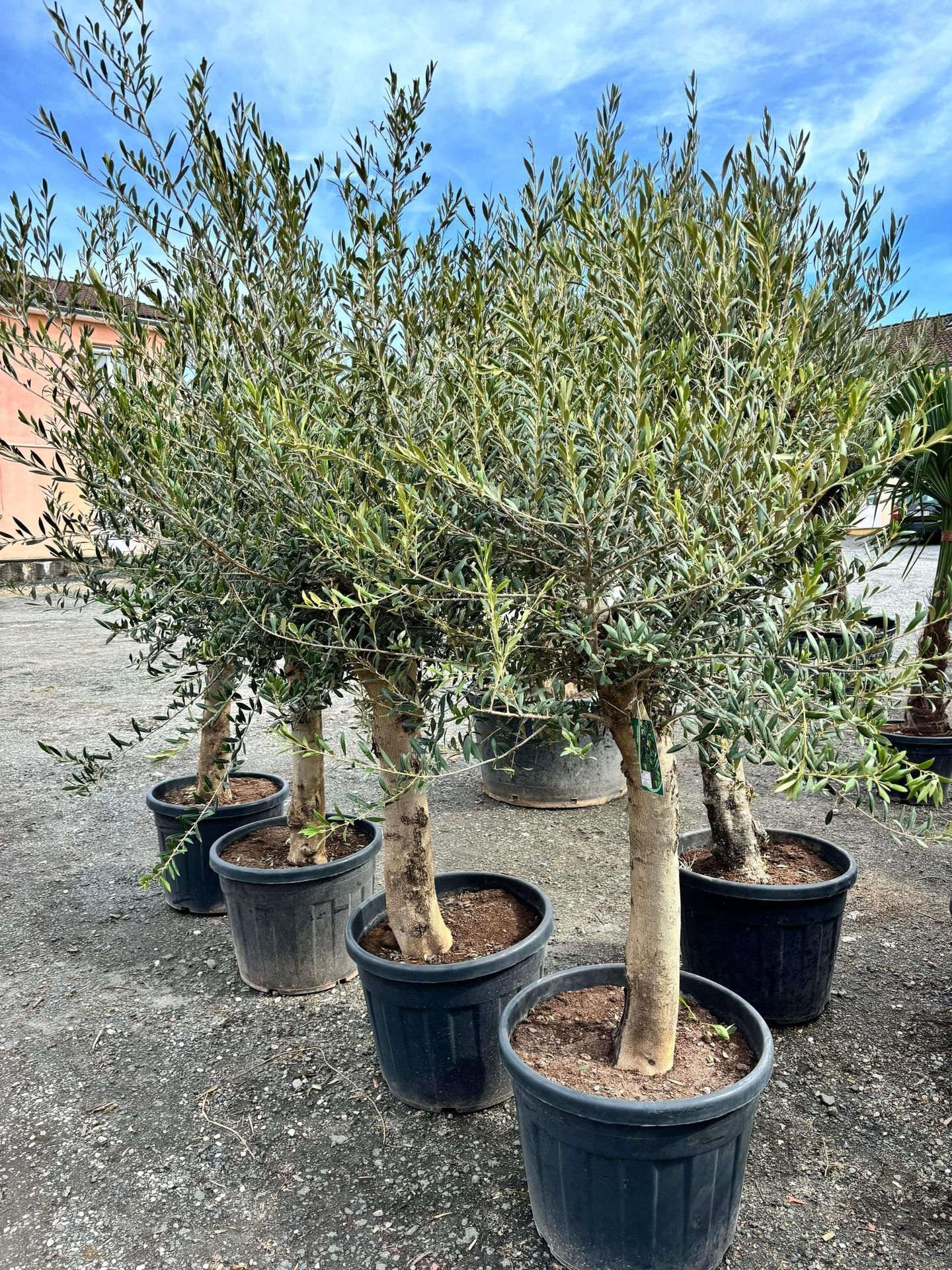 Oliviers en pots