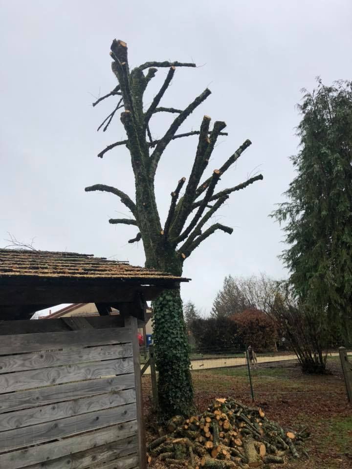 Arbre après son élagage