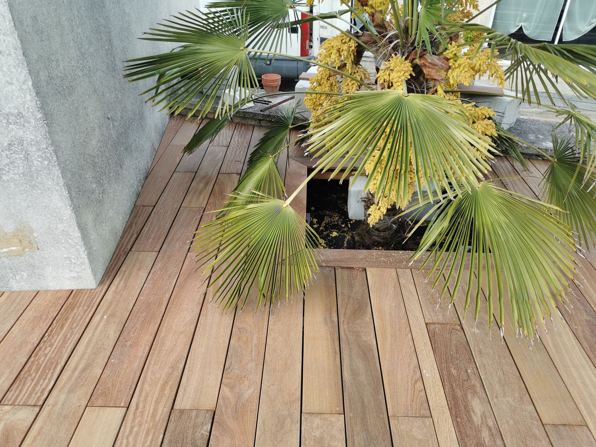 Terrasse en bois traversée par un palmier, jouxtant un mur en béton.