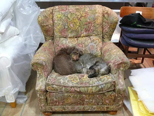 Ein Hund und eine Katze schlafen zusammengerollt in einem geblümten Sessel.