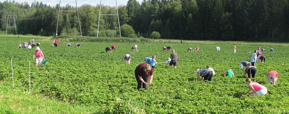 Iso-Hiiden Kartano Oy