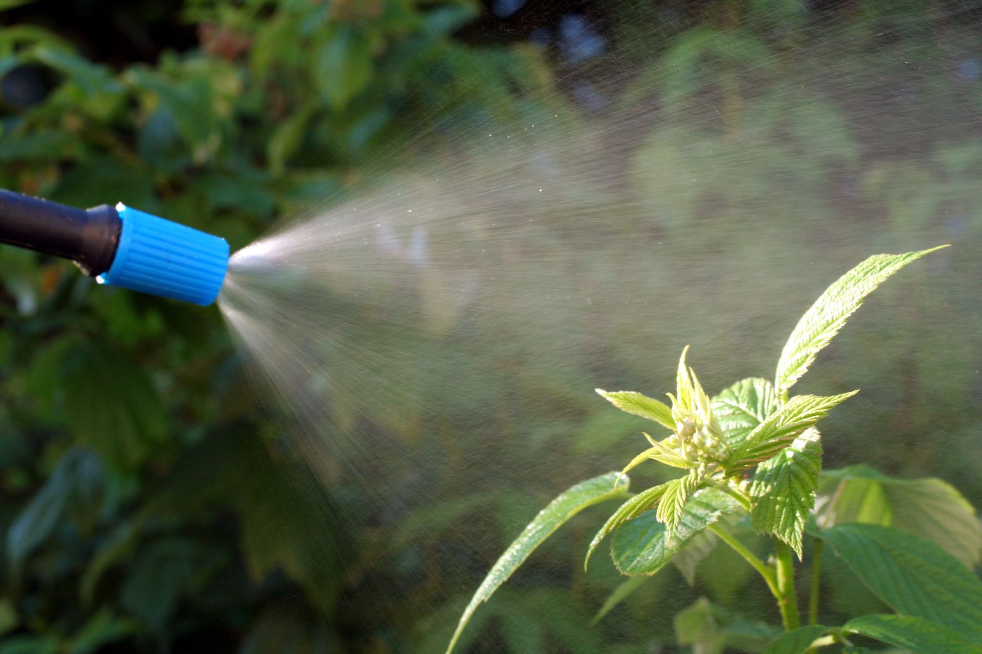 Plante recevant un traitement phytosanitaire avec un pulvérisateur.