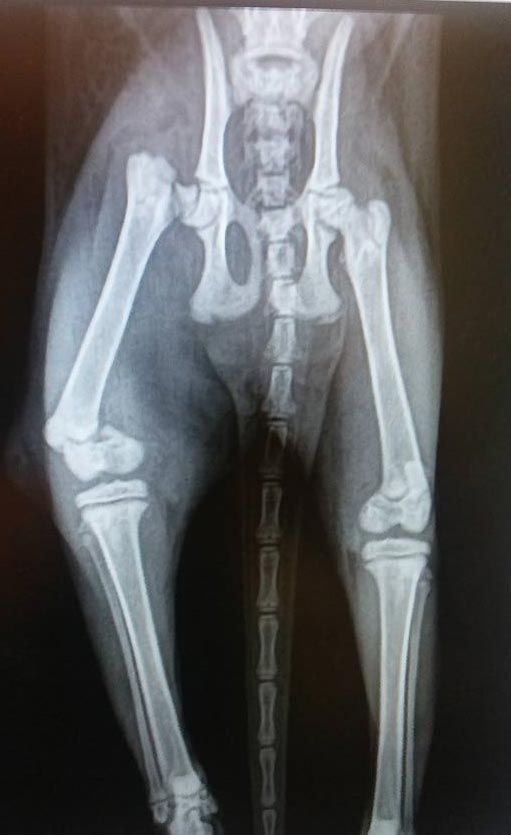 Una radiografía en blanco y negro del esqueleto de un perro.