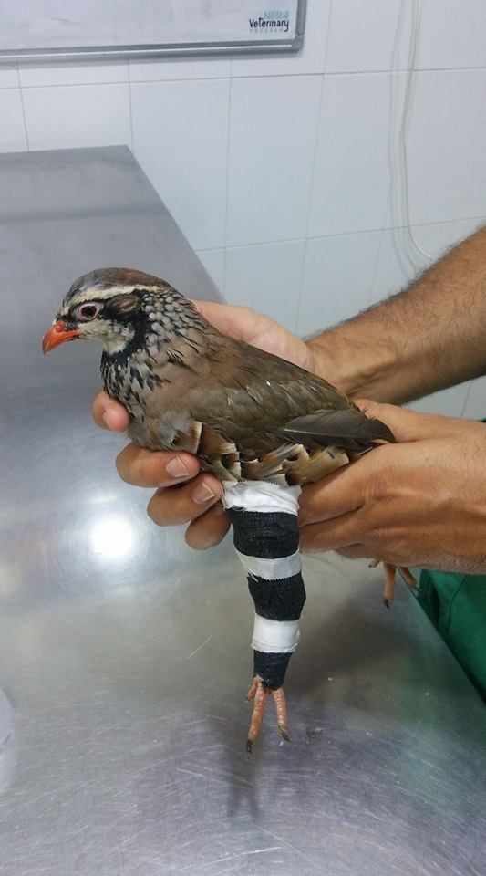 Una persona sostiene un pájaro con una venda en la pata.