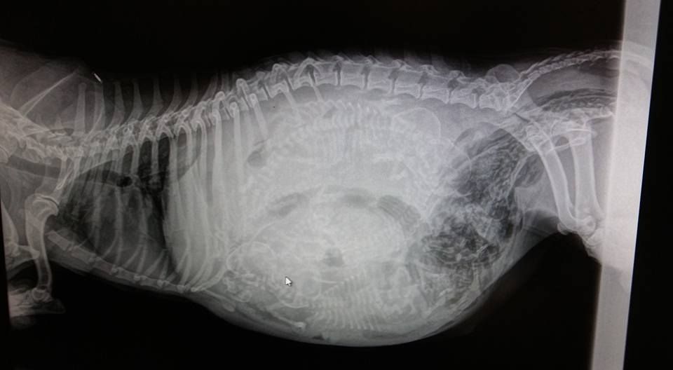 Un primer plano de una radiografía de una gata preñada.