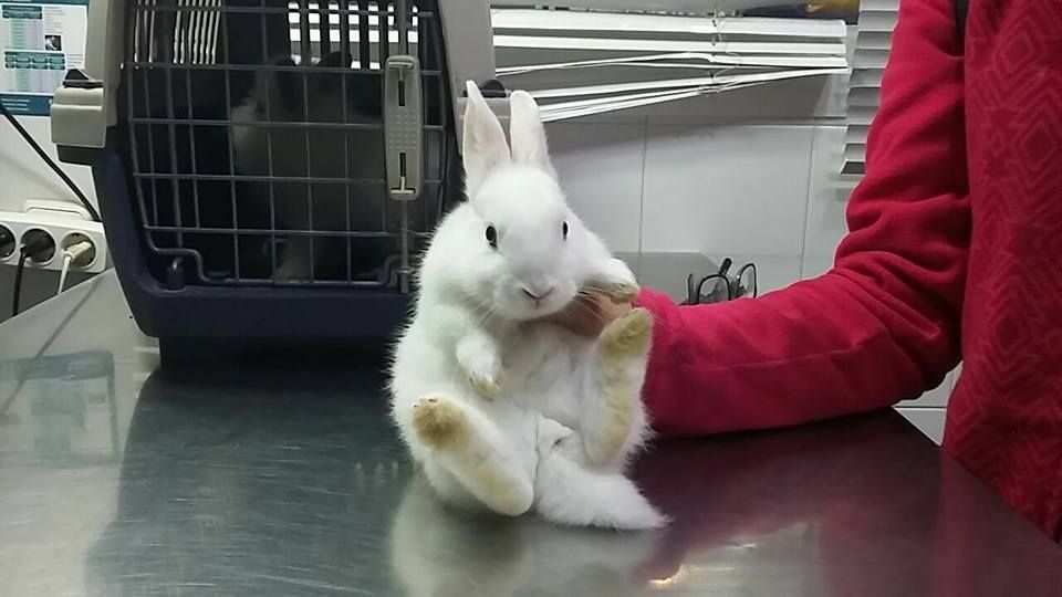 Una persona sostiene un pequeño conejo blanco sobre una mesa.