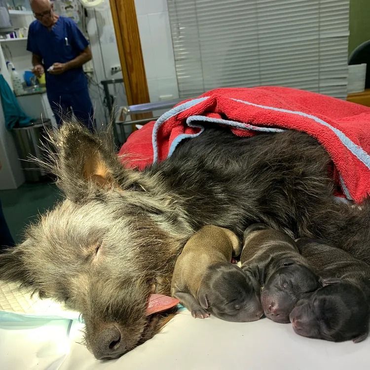 Un perro está acostado en una mesa con un montón de cachorros.