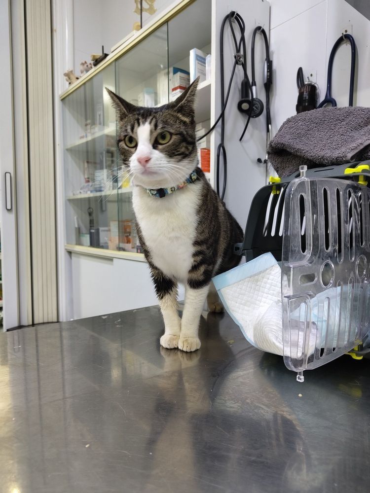 Un gato está de pie sobre una mesa en una clínica veterinaria.