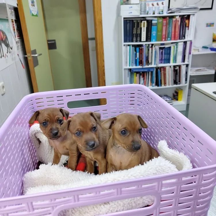 Tres cachorros están sentados en una canasta morada