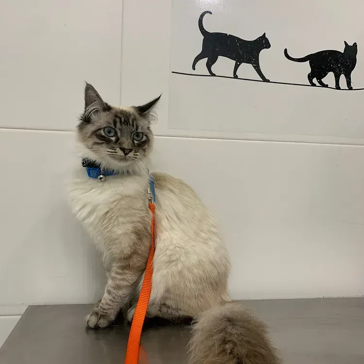 Un gato con correa está sentado en una mesa.