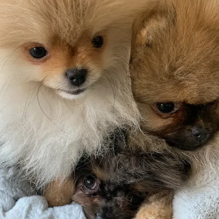 Tres cachorros de pomerania están acostados uno encima del otro sobre una manta.