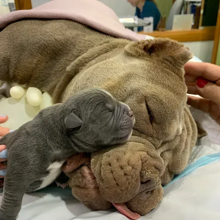 Un perro y un cachorro están acostados uno al lado del otro en una cama.