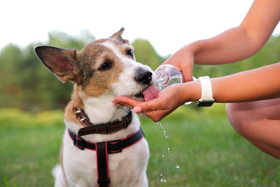 Un perro está bebiendo agua de la mano de una persona.