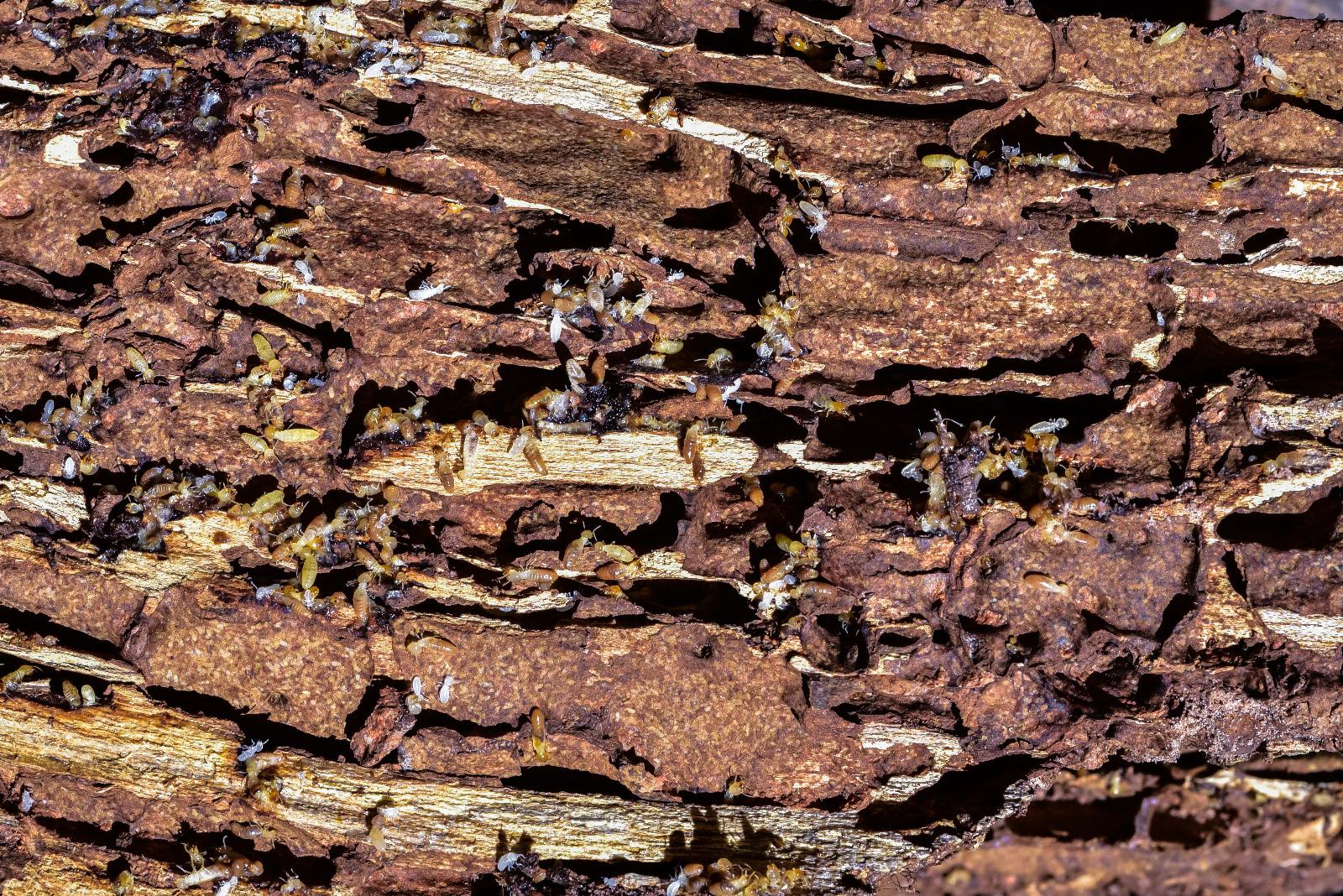 Termites et capricornes