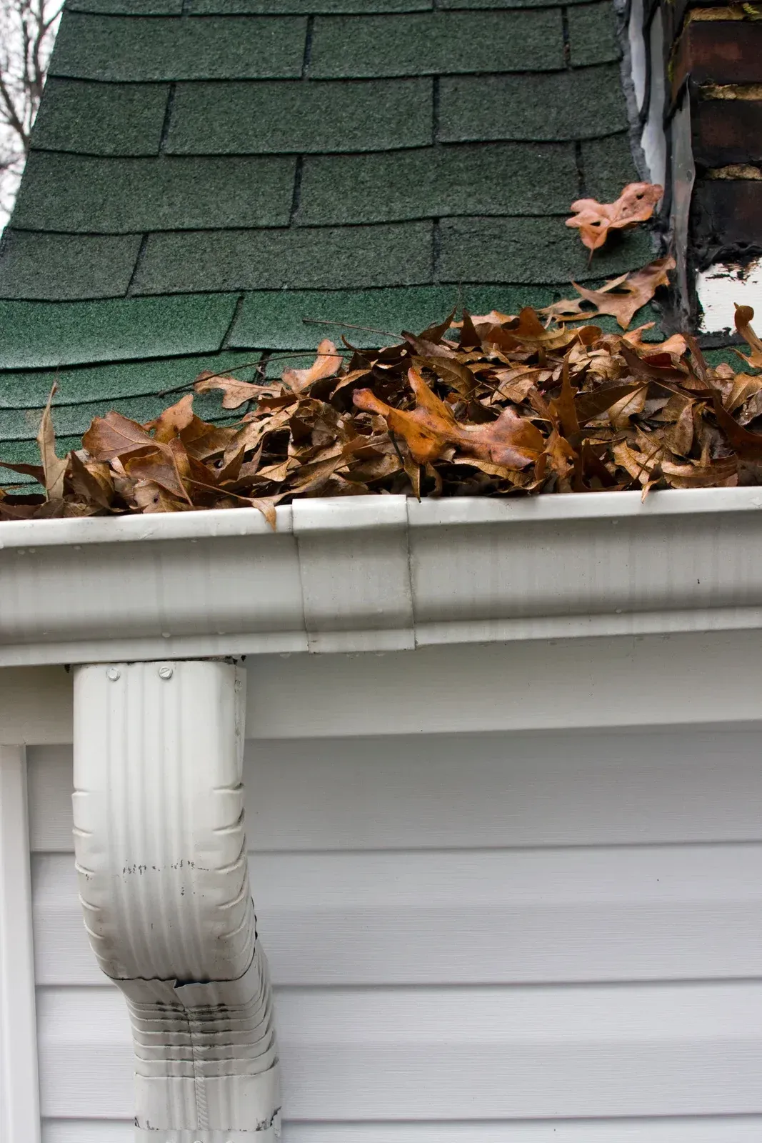 Leaf-filled gutter beside white house siding and green shingled roof with a downspout.