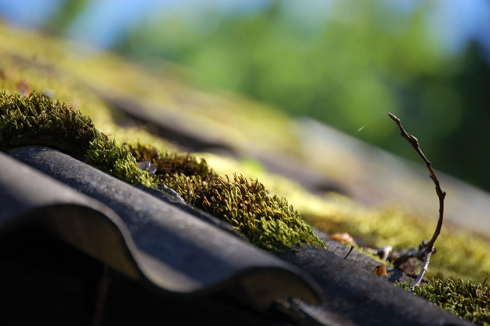 Moss growing on a dark roof shingle with a small twig, sunlit against a blurred green background