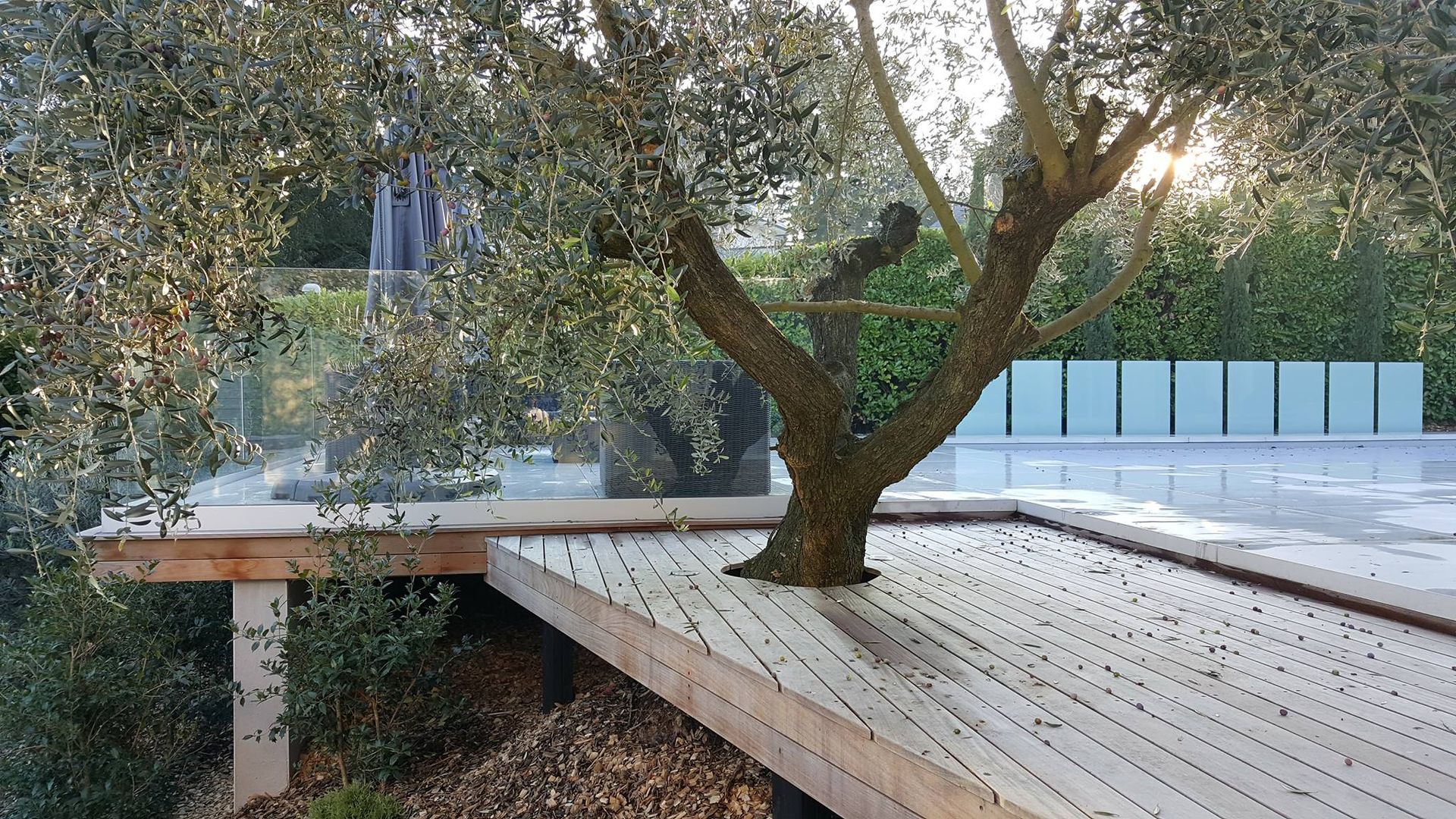 Terrasse avec piscine paroi en verre et un olivier au premier plan