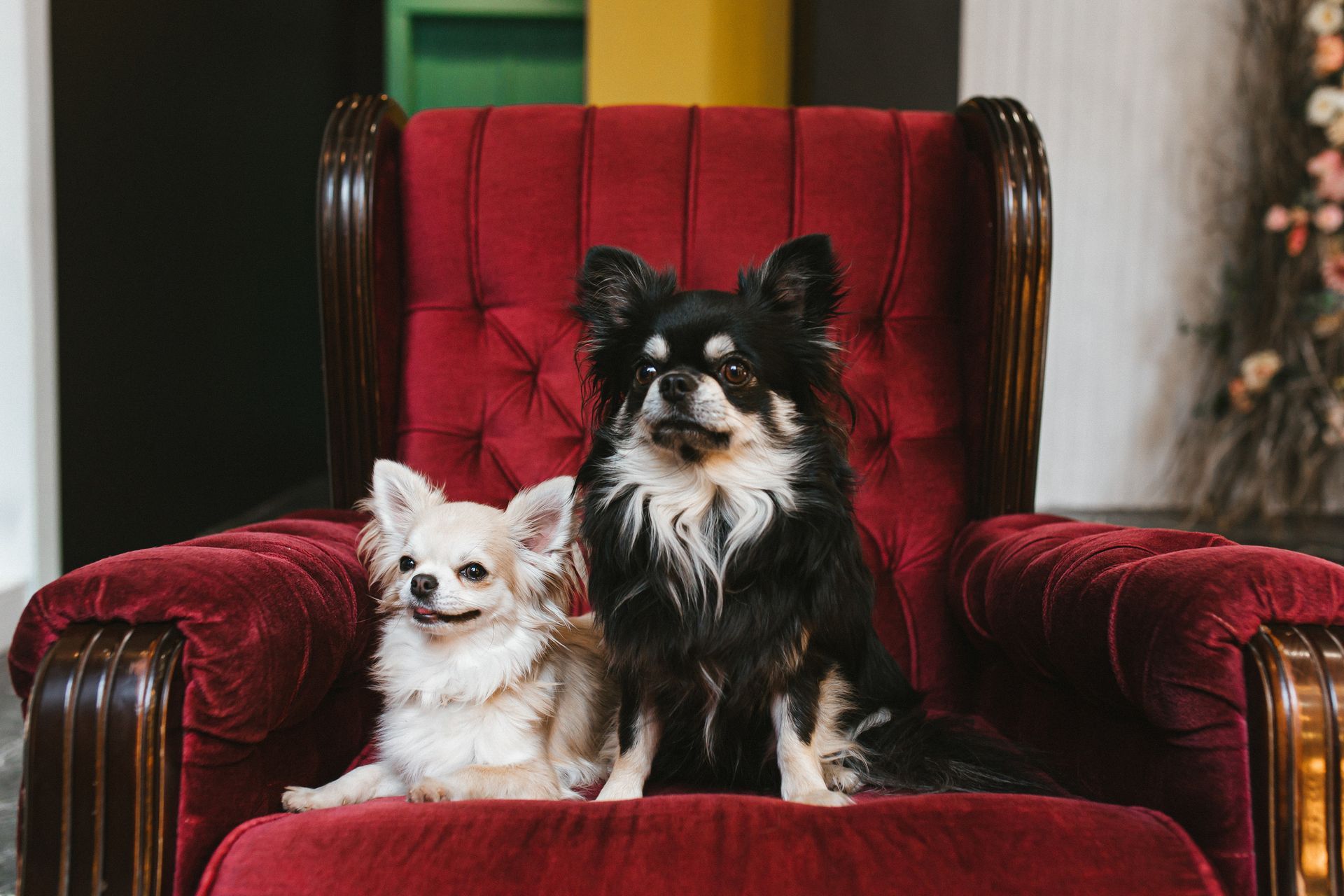 Hotel Canino Alexcan, hoteles y alojamientos en La Orotava