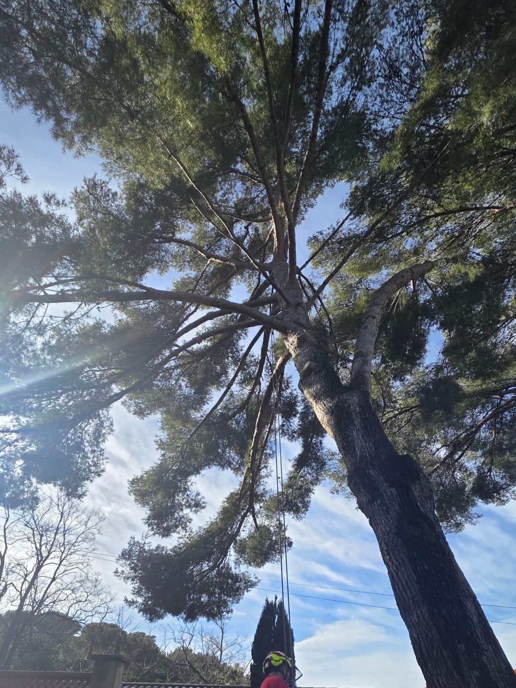 Grand pin se détachant sur un ciel parsemé de fins nuages, vu d'en bas ; une personne en équipement de sécurité est visible.