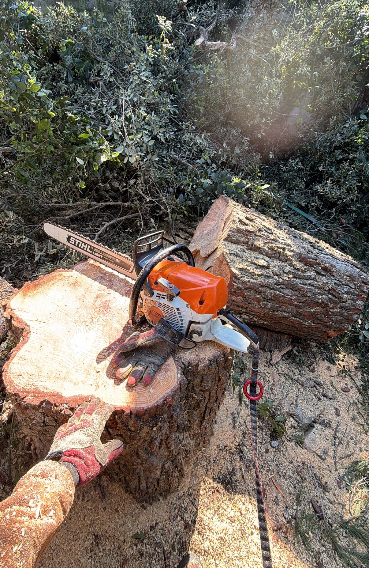 Une personne coupant une grosse bûche avec une tronçonneuse orange sur un sol boisé.