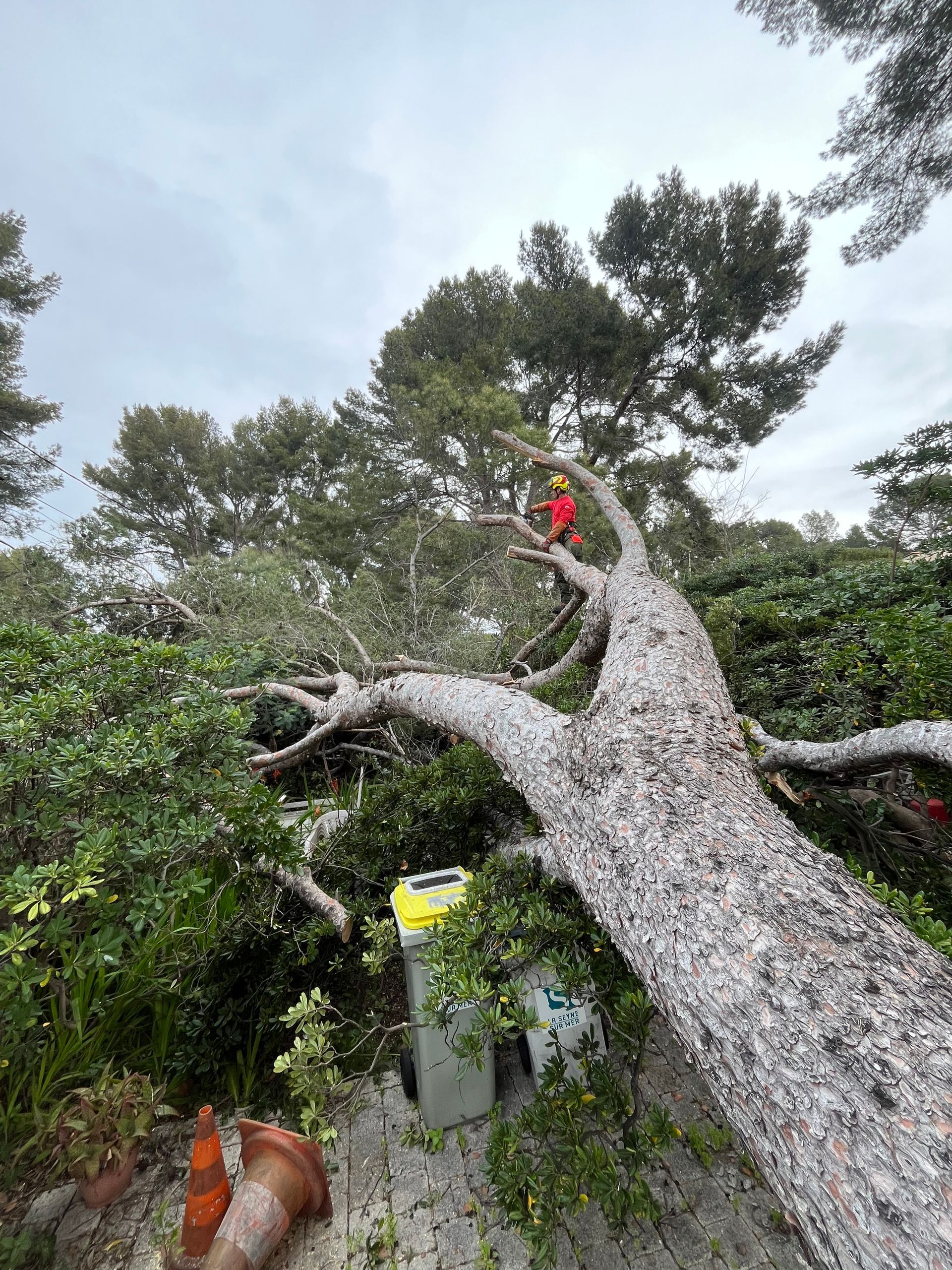 Une personne vêtue d'une tenue, appuyée contre un arbre penché à l'écorce, au milieu de verdure et d'un ciel nuageux.
